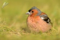 Penkava obecna - Fringilla coelebs - Common Chaffinch 0283